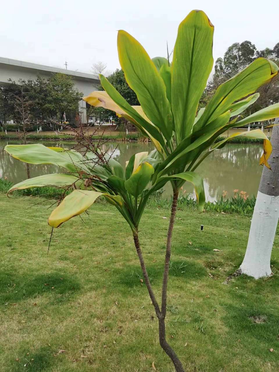 但是,不要以为朱蕉只有红红的那一种,它的品种很多,可能超乎你的舷篌