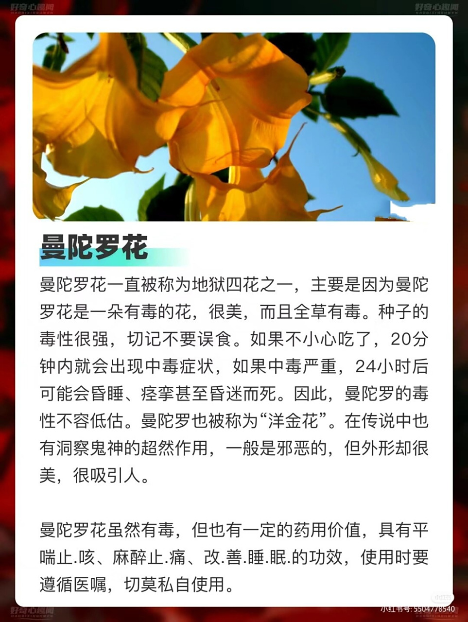 彼岸花🌸,这朵绽放于生命与死亡交汇处的花朵,每