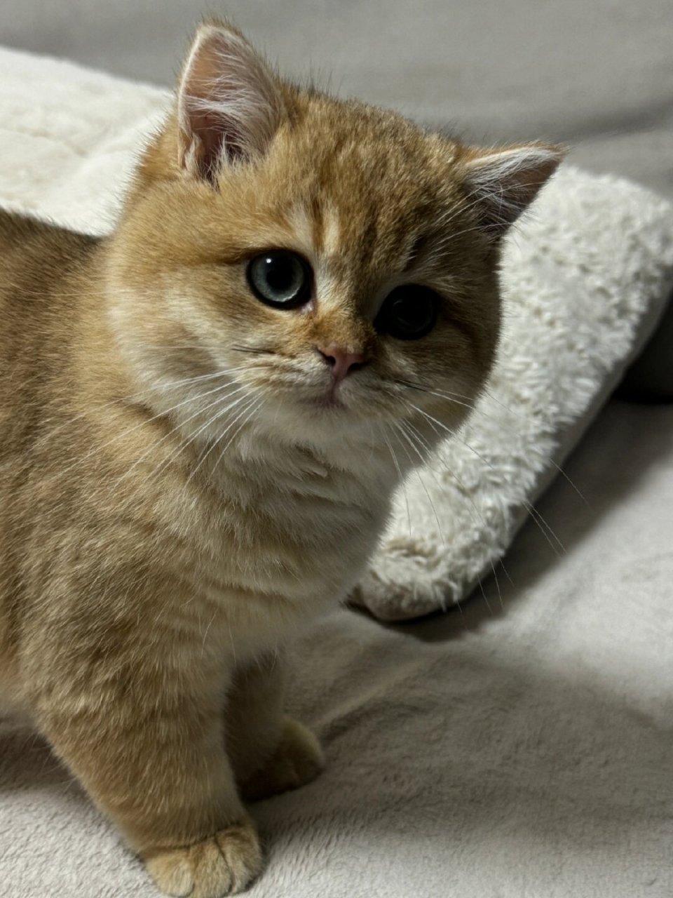 我家的小猫也有这样的时刻呢.