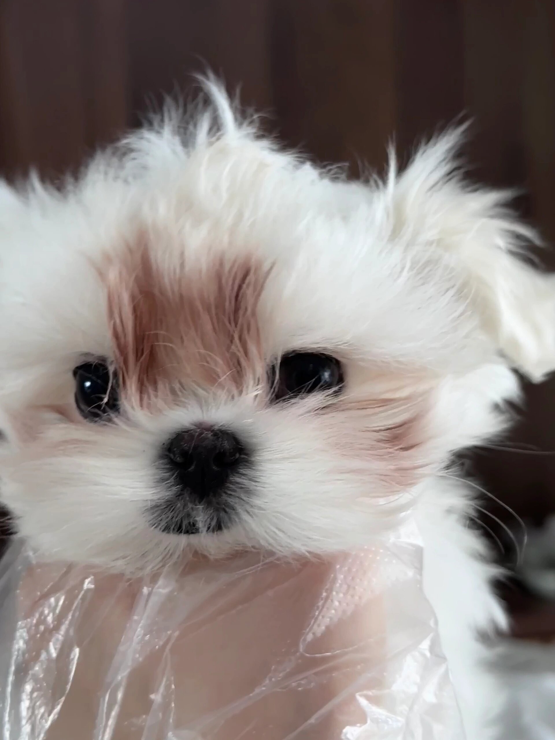 这只狗狗的眼睛 超大,像两颗黑宝石一样闪闪发光