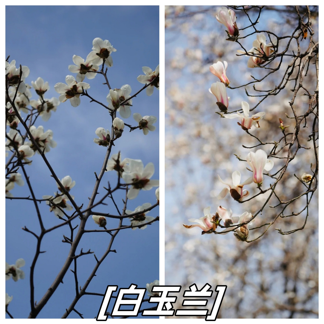 武汉一个免费看早樱的地方,绝绝子 94汉口江滩的樱园,虽处市中心,却