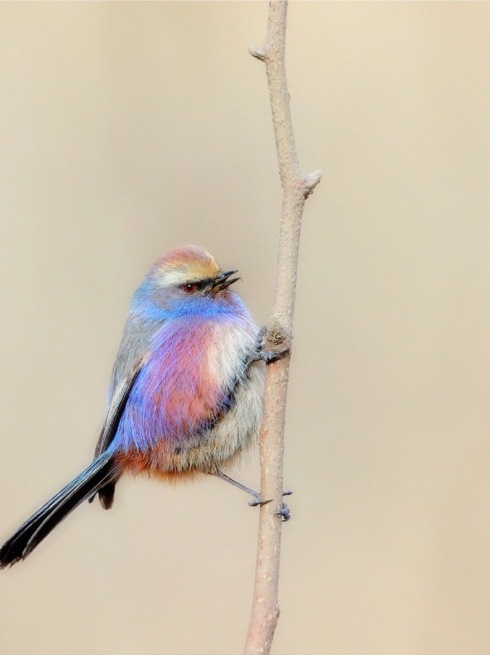 每天认识一种动物|花彩雀莺  花彩雀莺,这小小的生灵,仿佛是大自然特