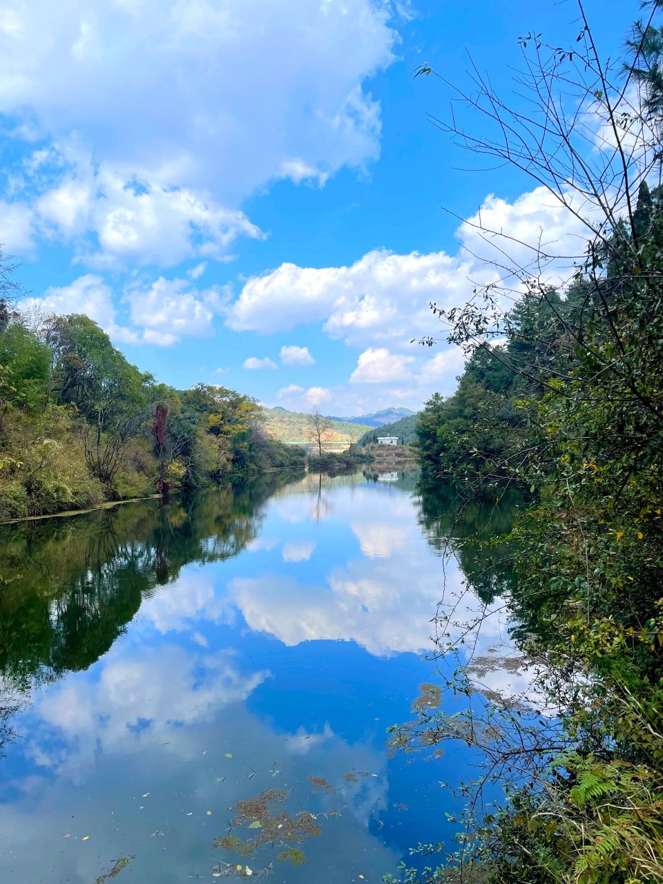 大观河滇朴:滇朴又名"四蕊朴""昆明朴",是云南本土树种,属高大乔木