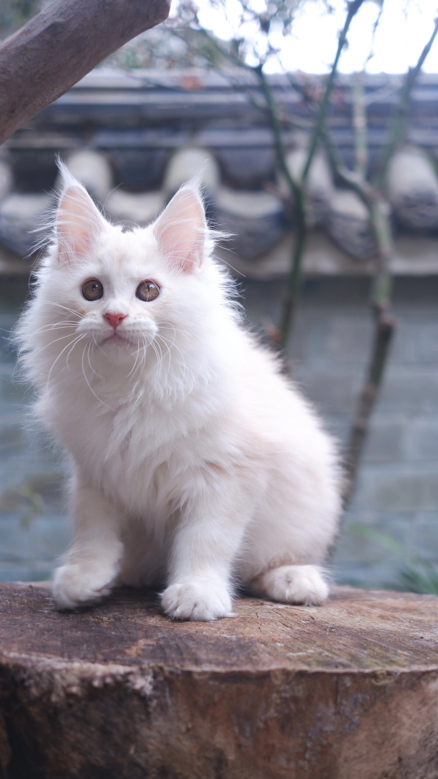 这只小猫是我在一个雨天捡到的,当时它又小又瘦,身上还湿漉漉的
