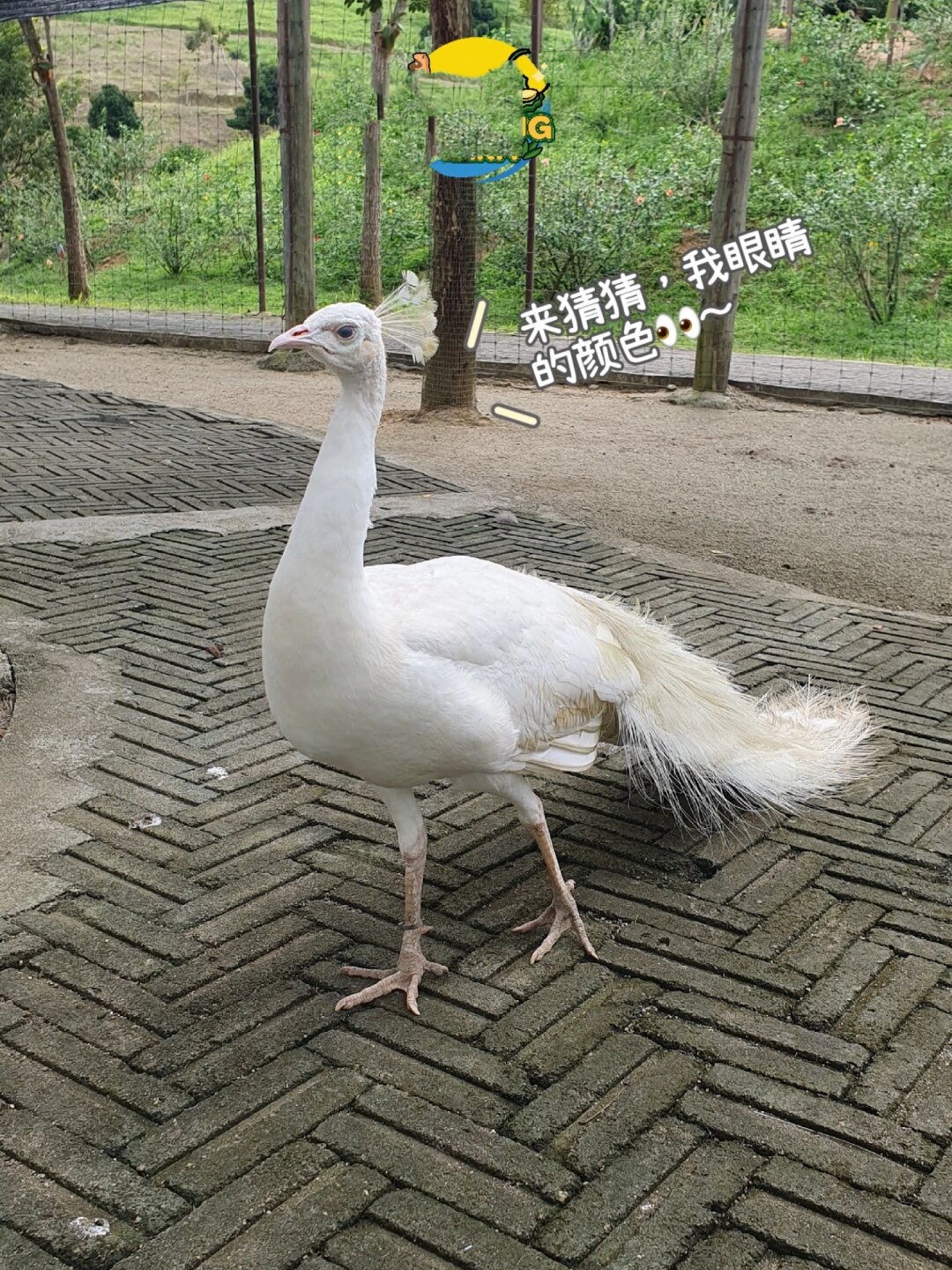 孔雀开屏其实是它们的求偶行为哦,用来展示自己的美丽吸引异性.