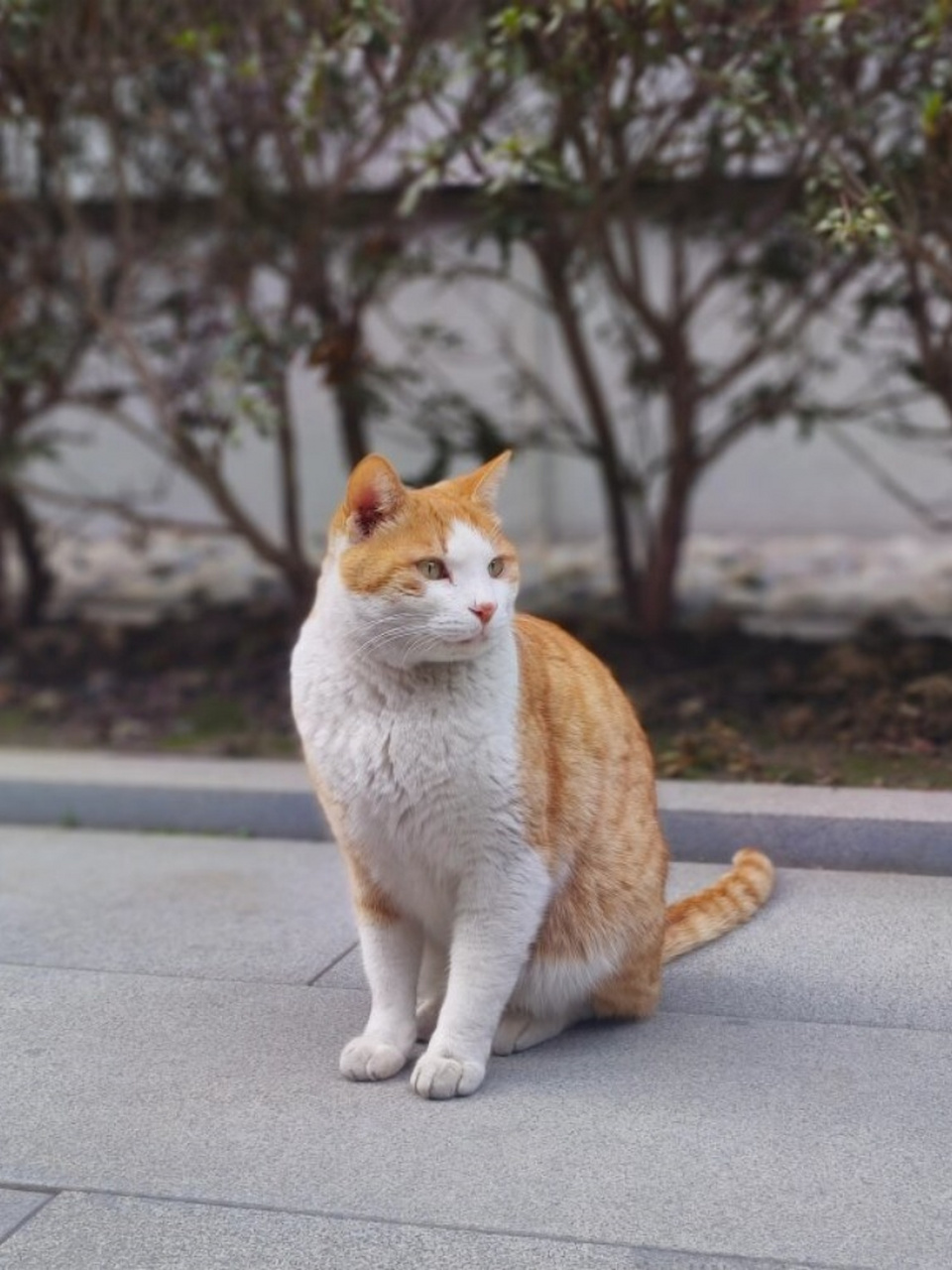 这只猫咪是不是成精了  今天,在古色古香的玉佛寺里,我有幸两次邂逅了