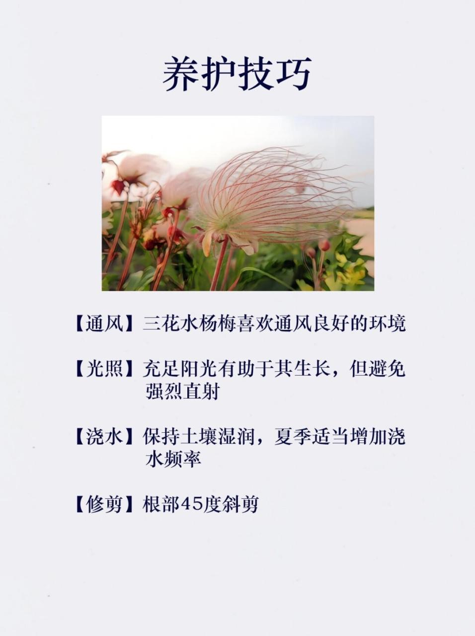 每天认识一种话【三花水杨梅】  三花水杨梅是一种生长在北美洲的