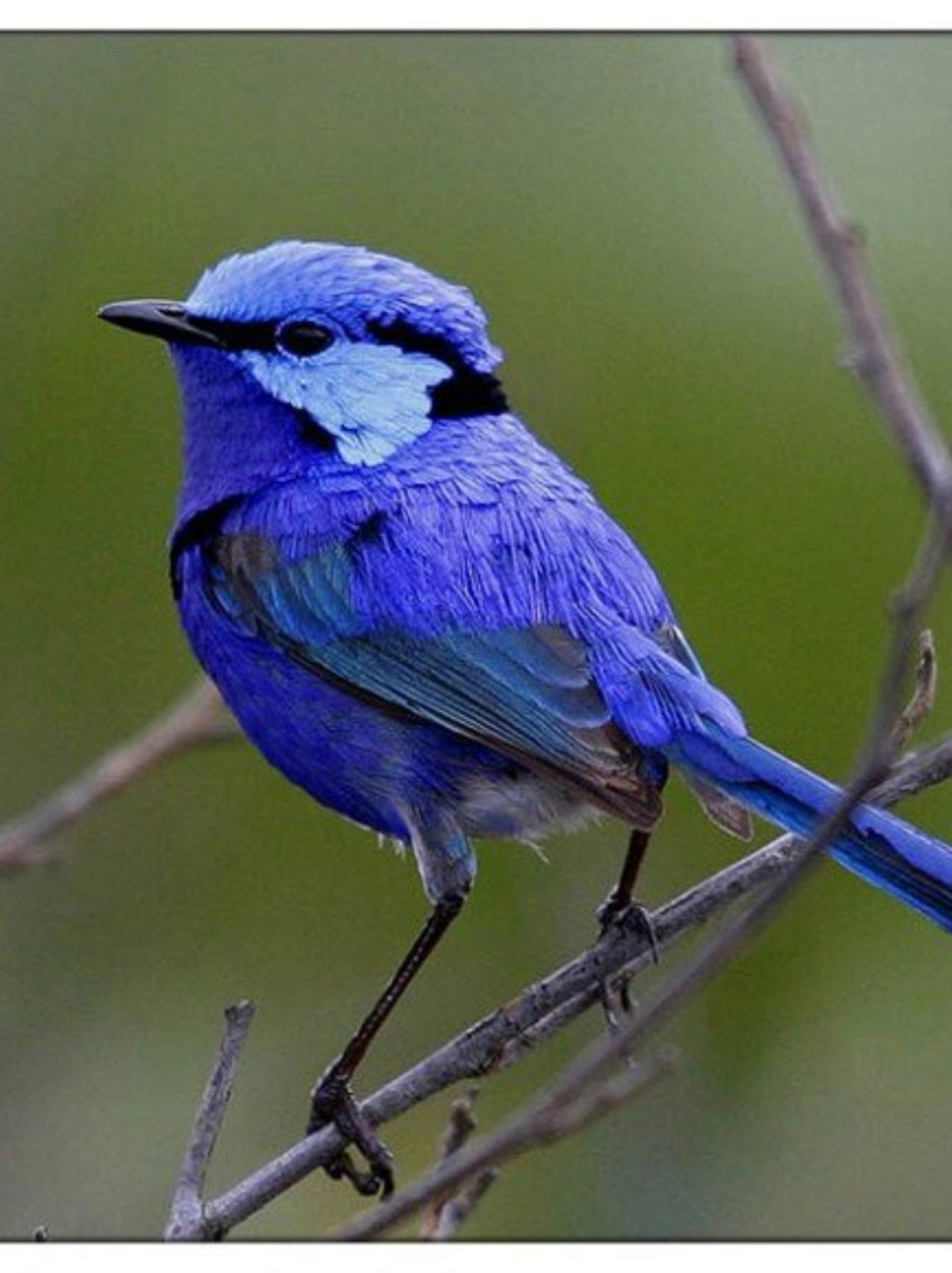 每天认识一种动物|辉蓝细尾鹩莺  辉蓝细尾鹩莺,小巧玲珑的精灵,它们