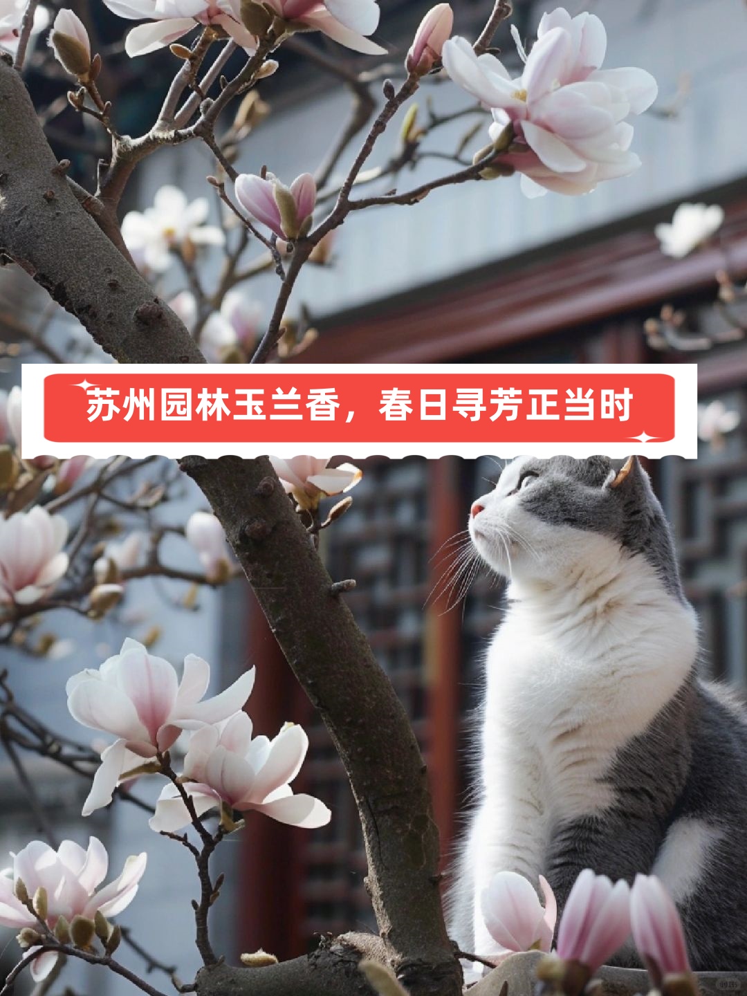 苏州园林玉兰香春日寻芳正当时