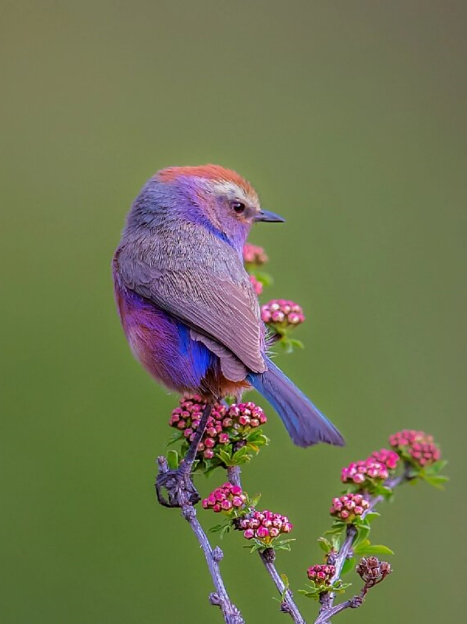 每天认识一种动物|花彩雀莺  花彩雀莺,这小小的生灵,仿佛是大自然