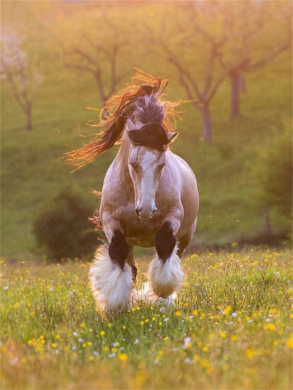 每天认识一种神奇动物吉普赛马  98吉普赛马95 (学名:gypsy