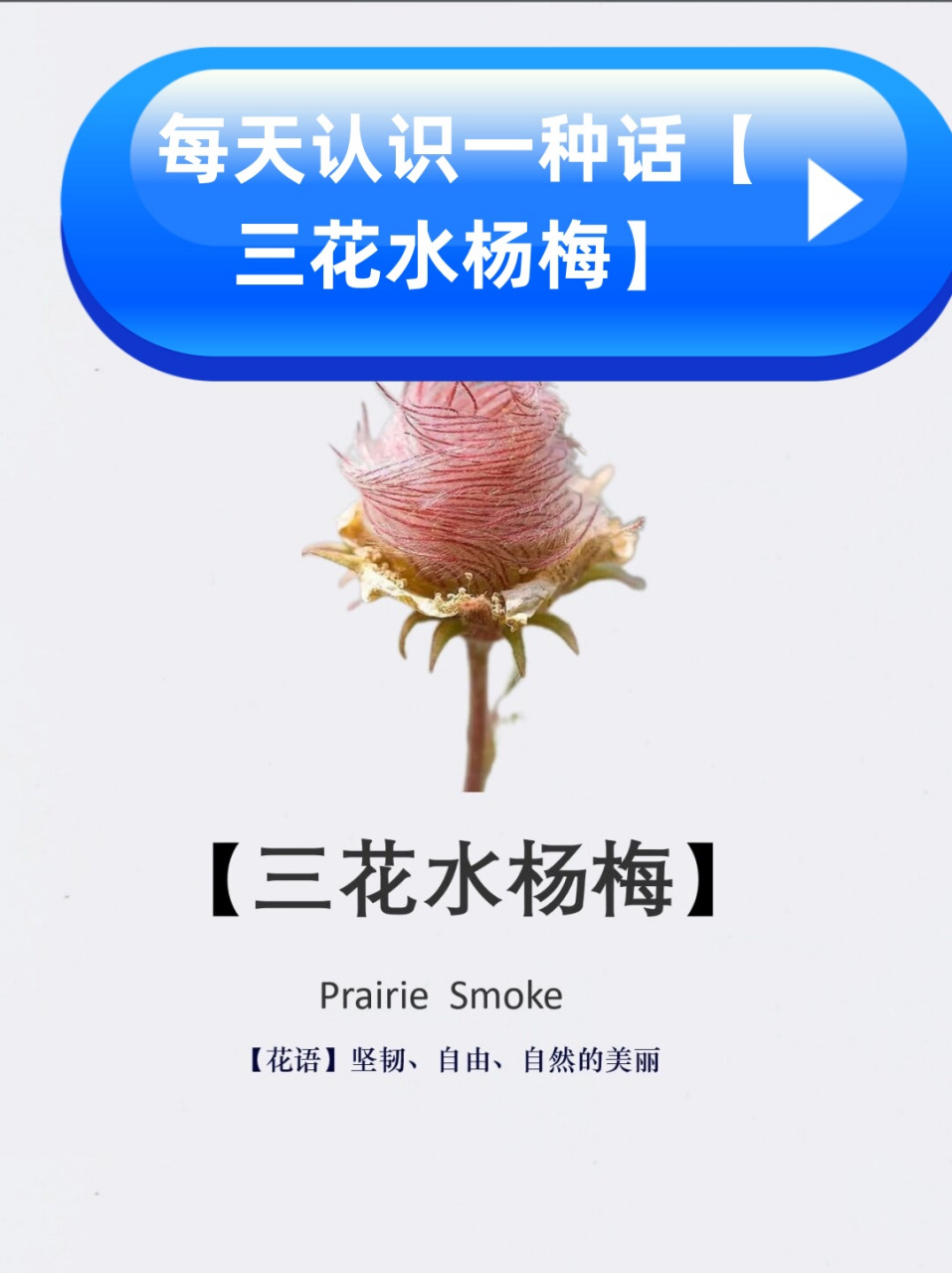 每天认识一种话【三花水杨梅】  三花水杨梅是一种生长在北美洲的