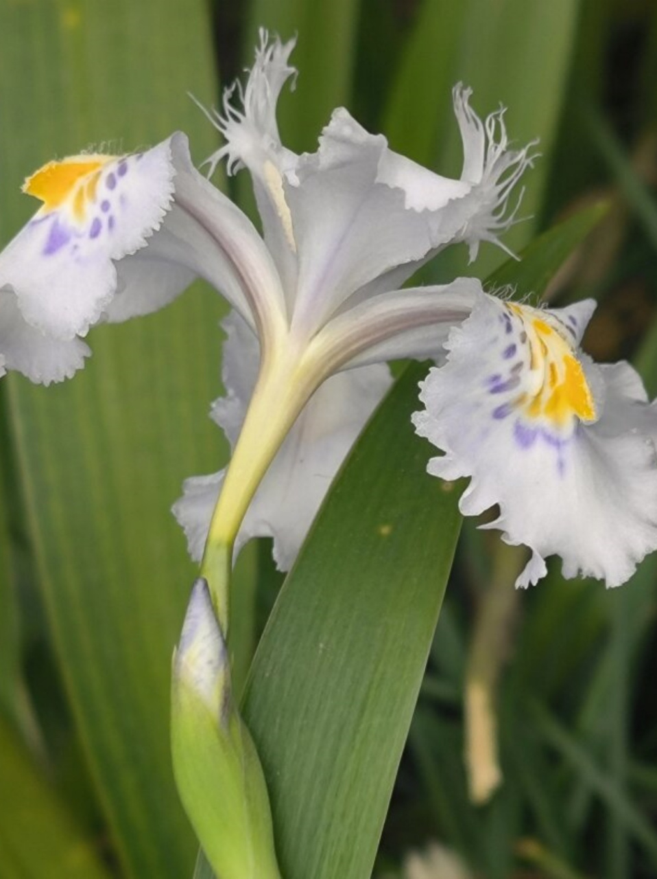 扁竹兰的花瓣呈现出淡雅的颜色,如清新的 errmsg 一般,给人一种宁静