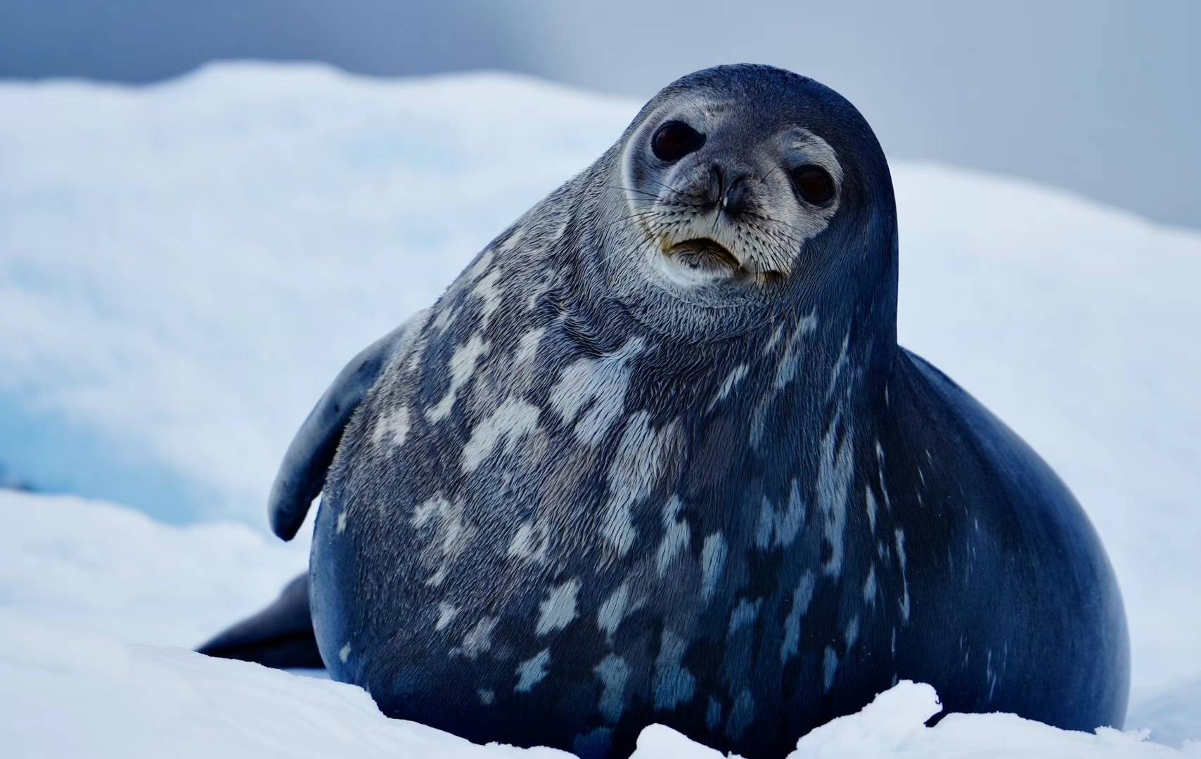 走吧穿越南极#动物世界 观看南极的动物也是南极旅行中重要一环,各种