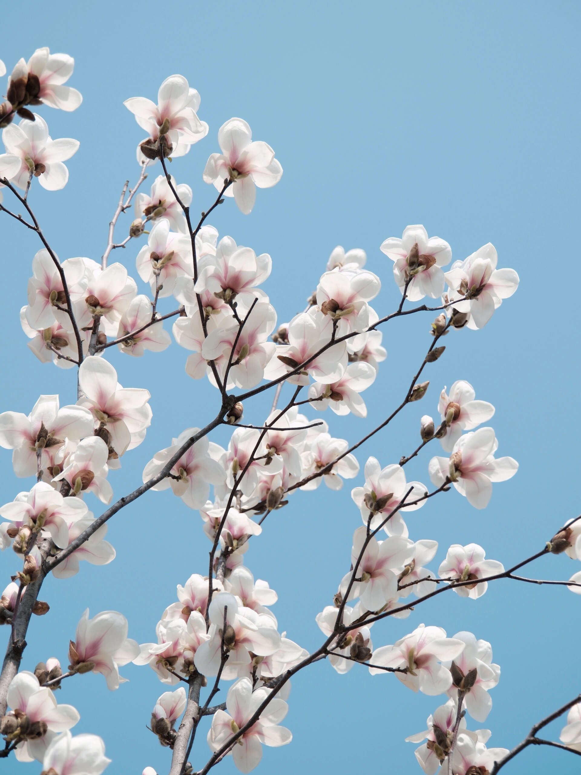 合肥园博园的梅花花海