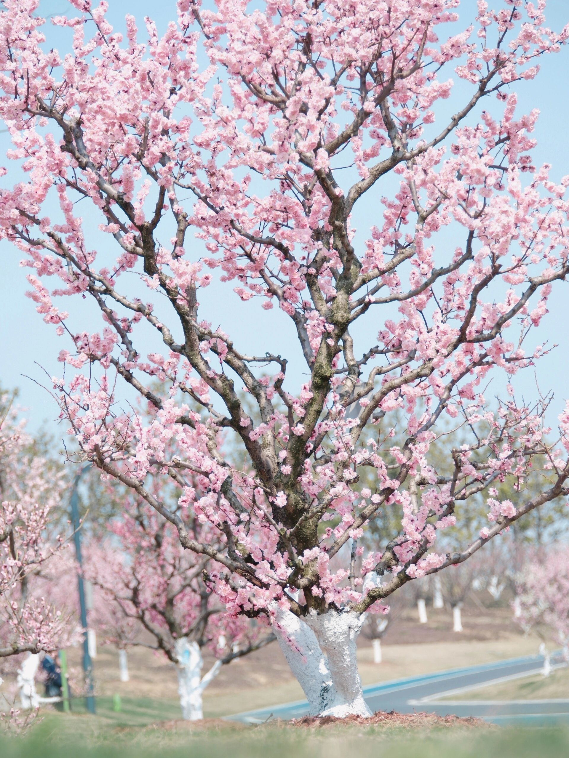 合肥园博园的梅花花海