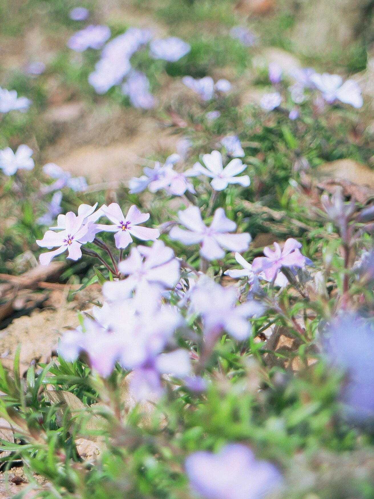 合肥园博园的梅花花海