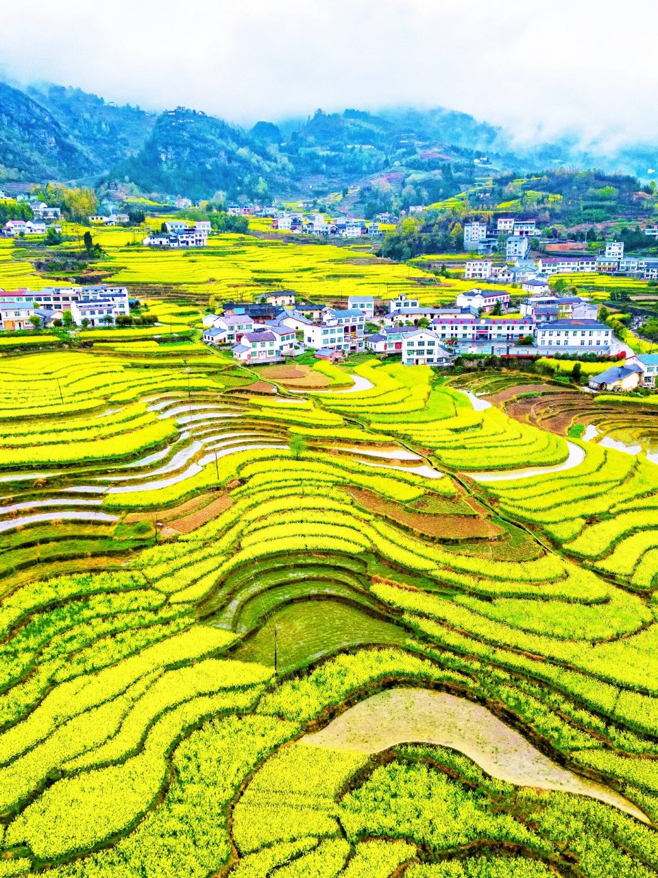 2024 汉中油菜花海文化节旅游攻略  🌼春回大地,万物复苏,又到了