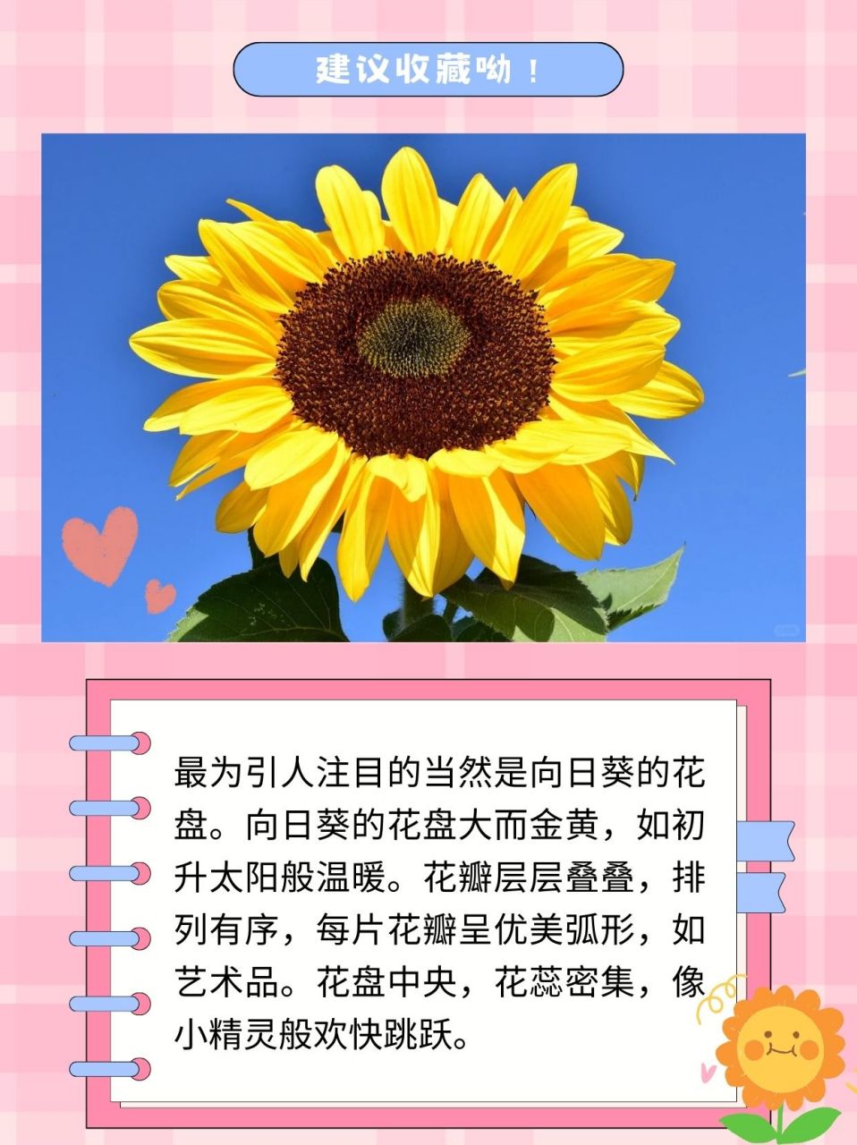 向日葵的资料简介简单图片