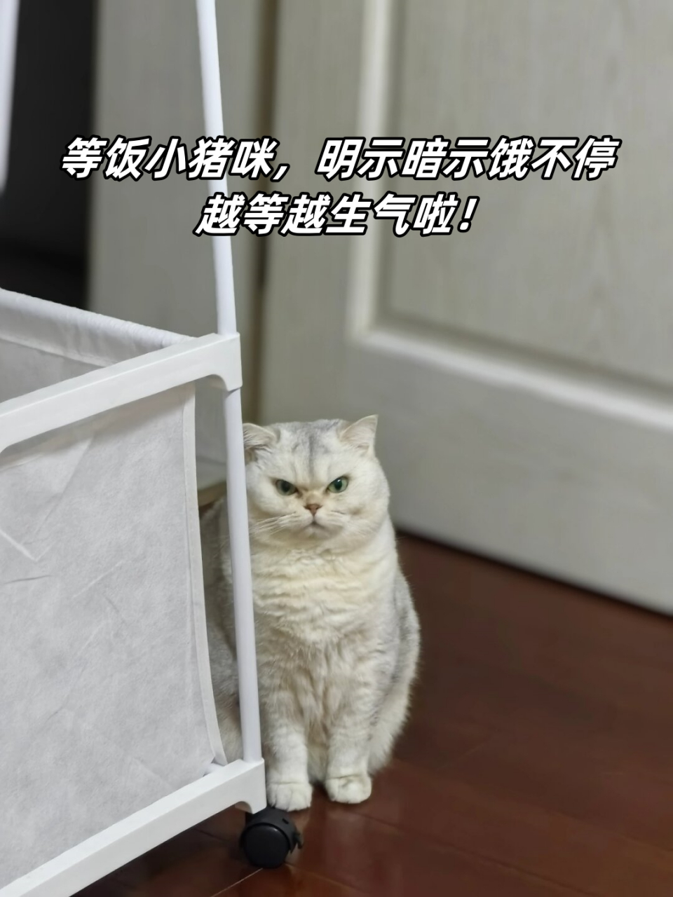 等饭小猪咪,明示暗示饿不停,越等越生气啦!