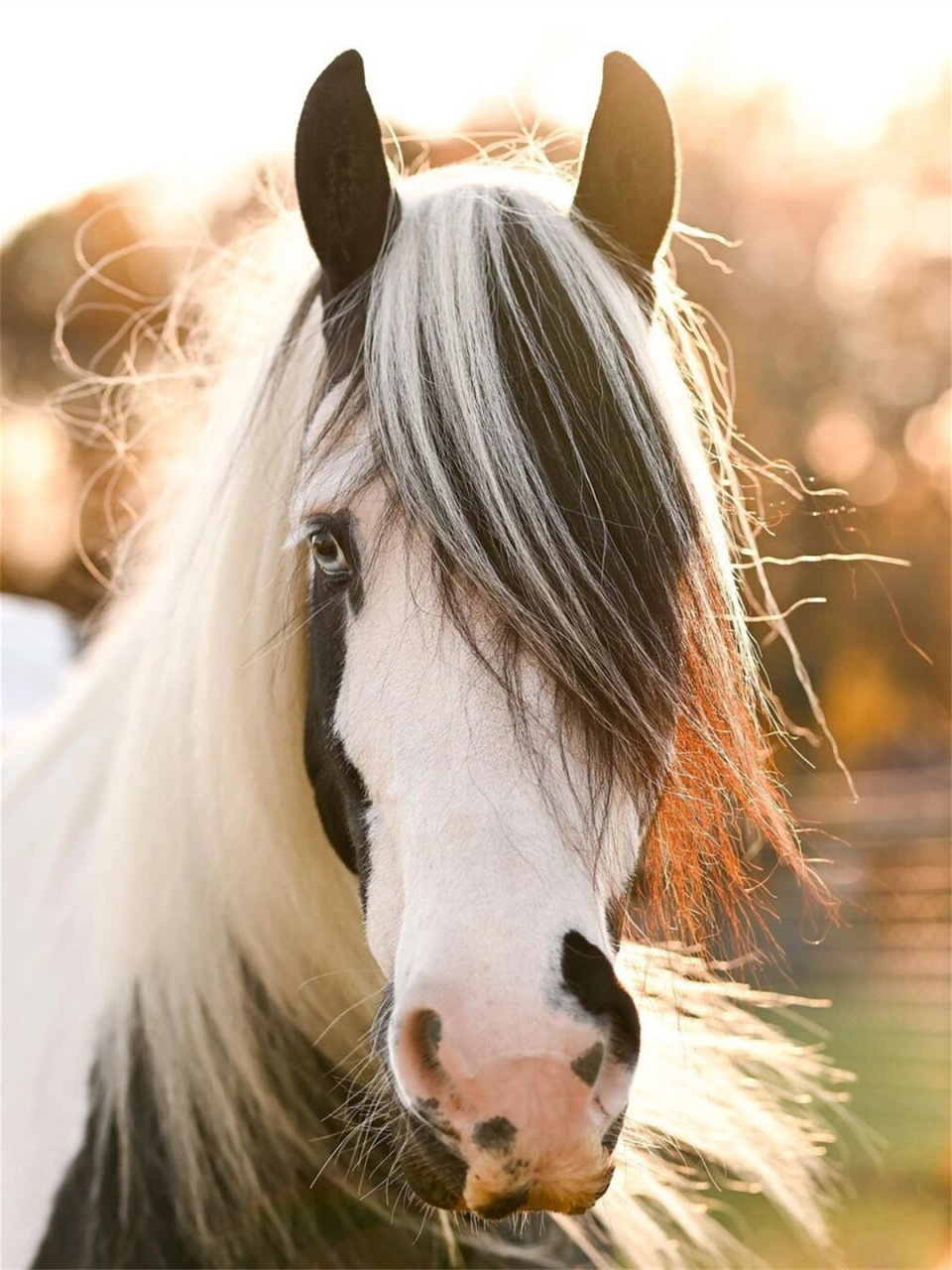 每天认识一种神奇动物吉普赛马  98吉普赛马95 (学名:gypsy