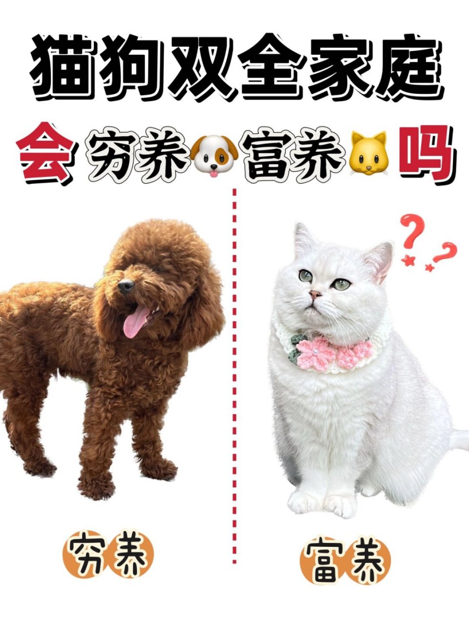 猫狗双全的家族,会穷养狗富养猫吗�饮食上�猫猫是个小胃口