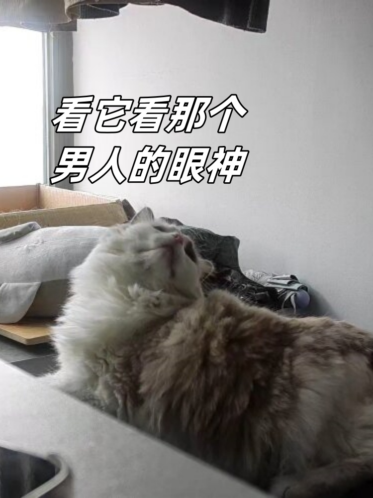 看它看那个男人的眼神  今天真是有趣的一天,我看到了我家小猫咪一个