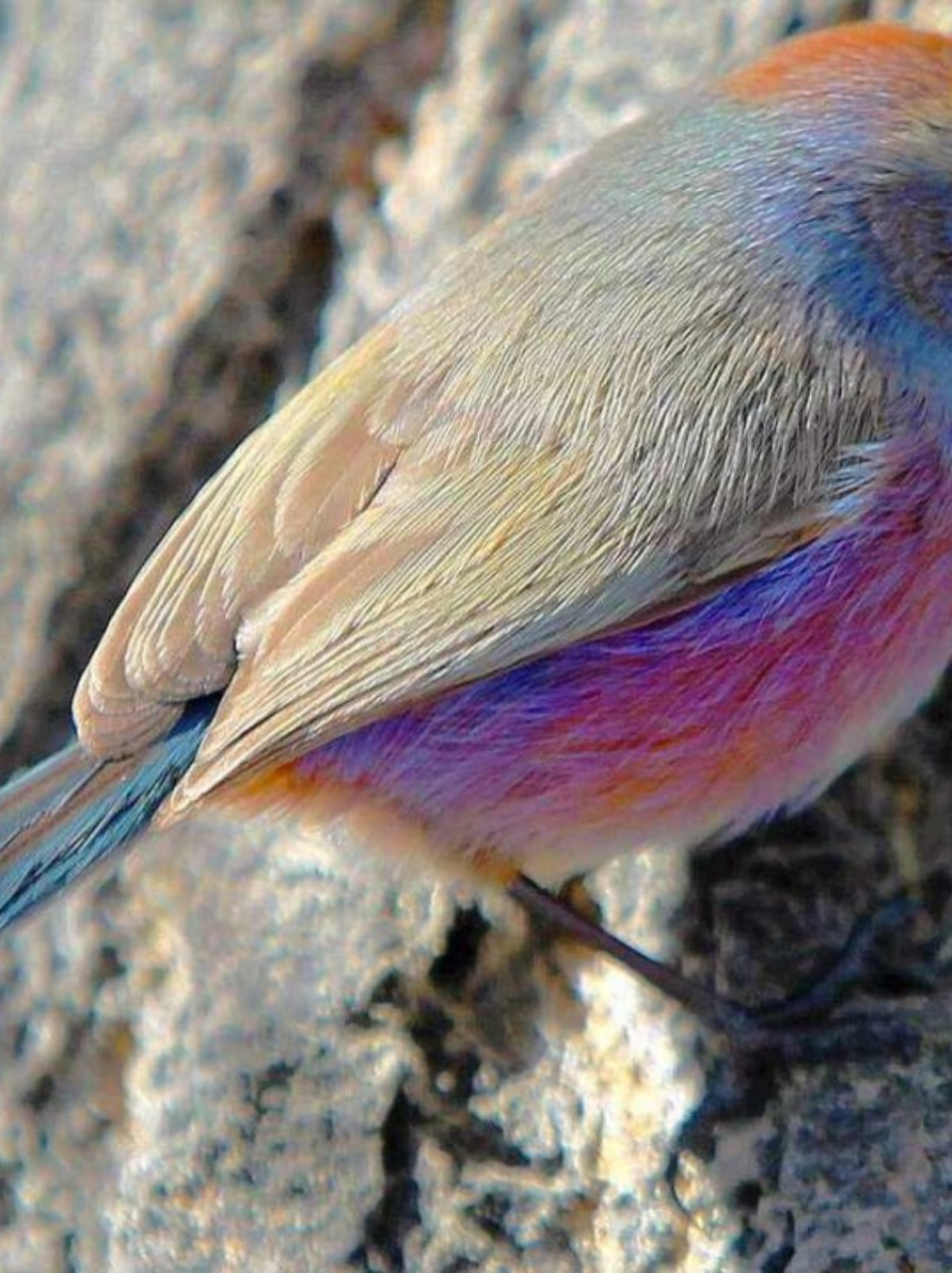 每天认识一种动物|花彩雀莺  花彩雀莺,这小小的生灵,仿佛是大自然