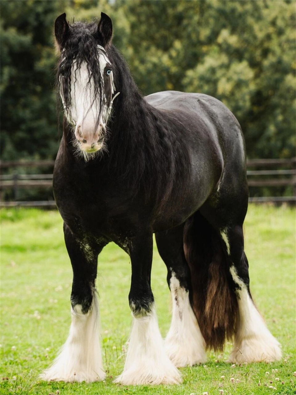 每天认识一种神奇动物吉普赛马  98吉普赛马95 (学名:gypsy