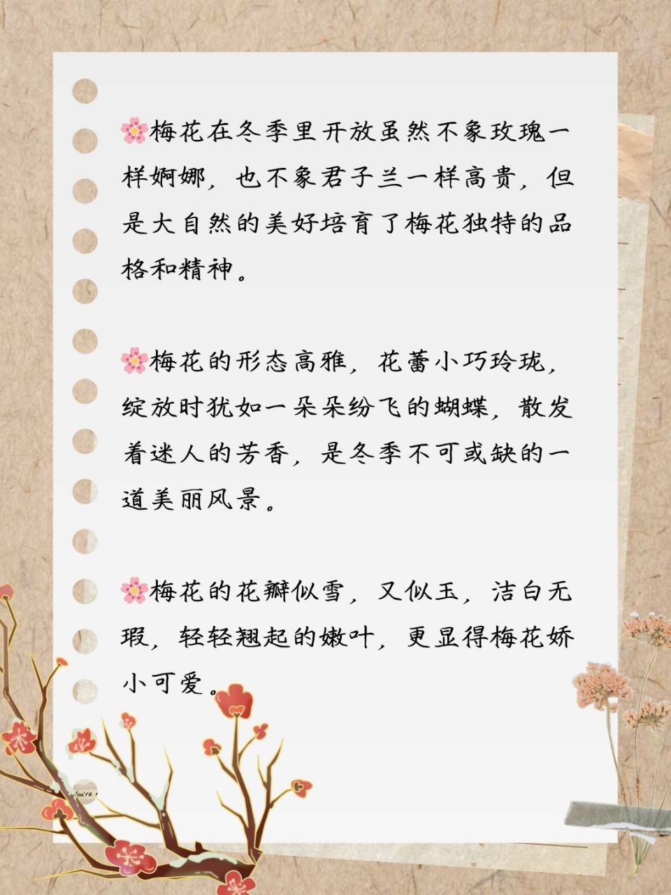 梅花样子介绍图片