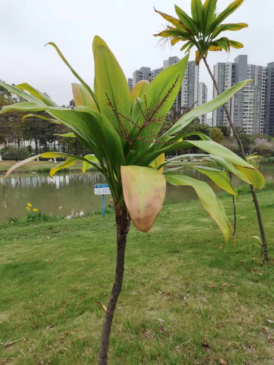 但是,不要以为朱蕉只有红红的那一种,它的品种很多,可能超乎你的舷篌