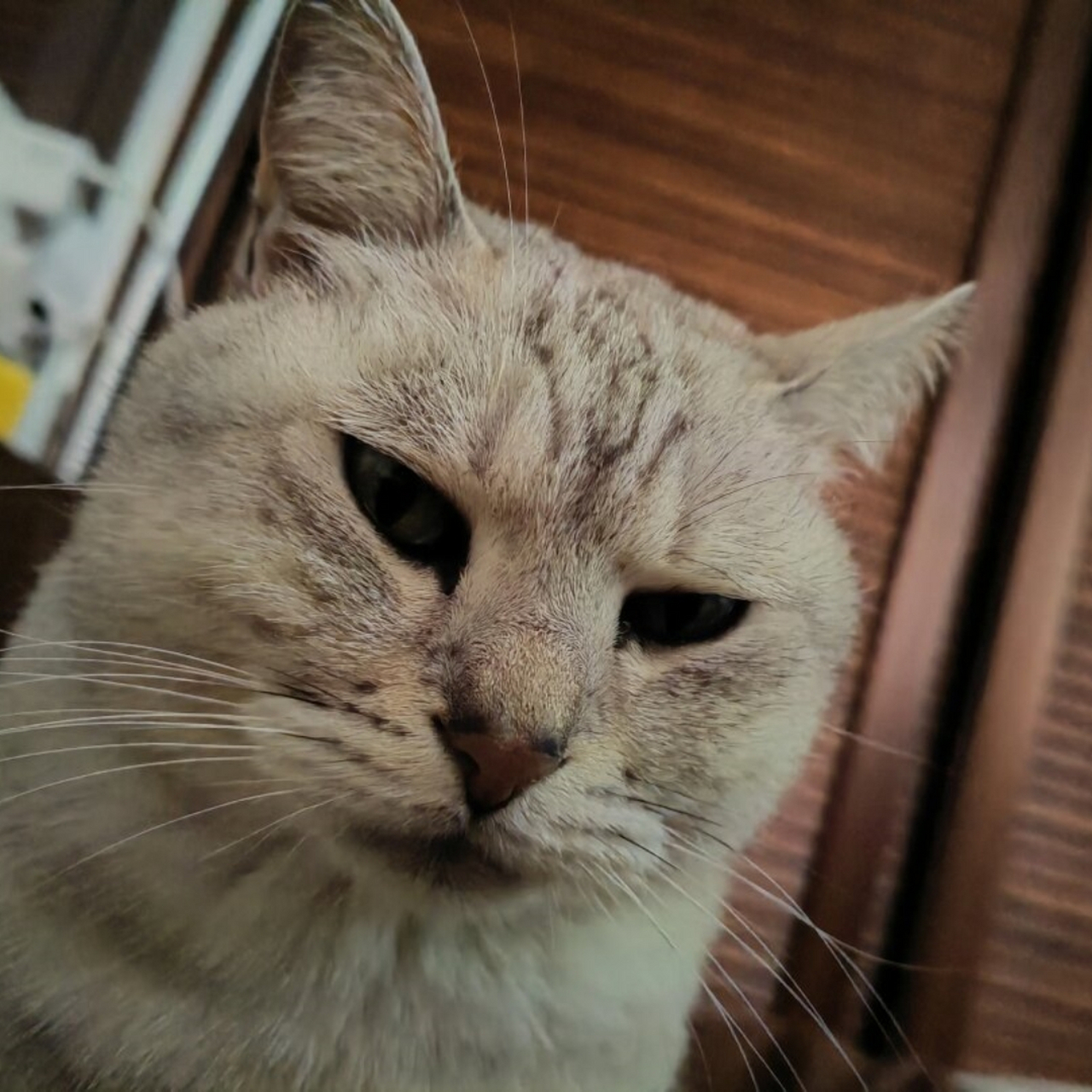 岂敢惊扰主子起床,猫咪大人息怒!  奴才真是糊涂至极!