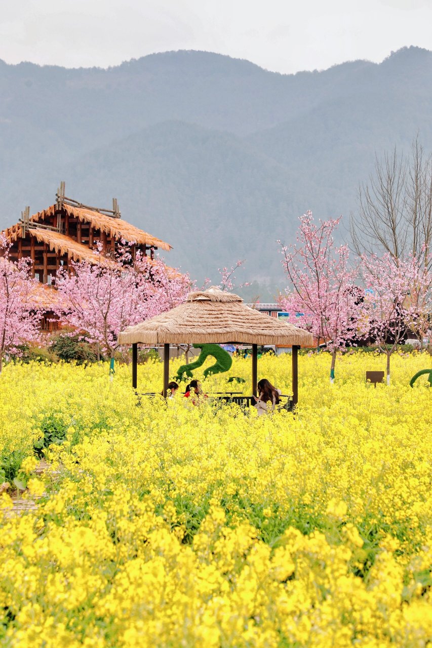 我发现了一个绝美赏花天堂——金海雪山景区,就在贵阳周边!