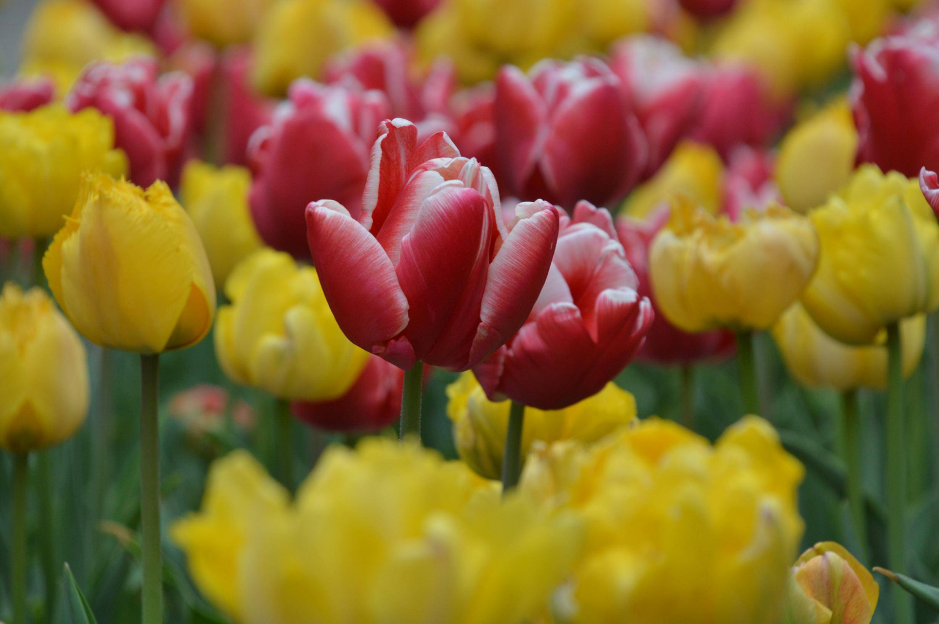 郑州赏花时# 郁金香原产地竟然就在我们中国的新疆.