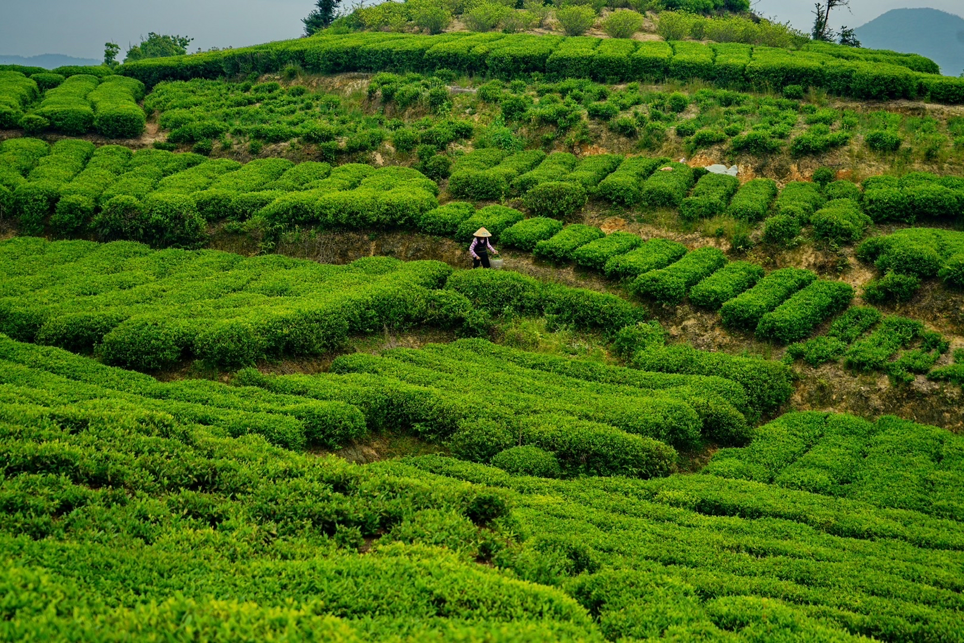 阳春三月不负春光,今天带你走进中国最美茶园:苍南五凤茶园.
