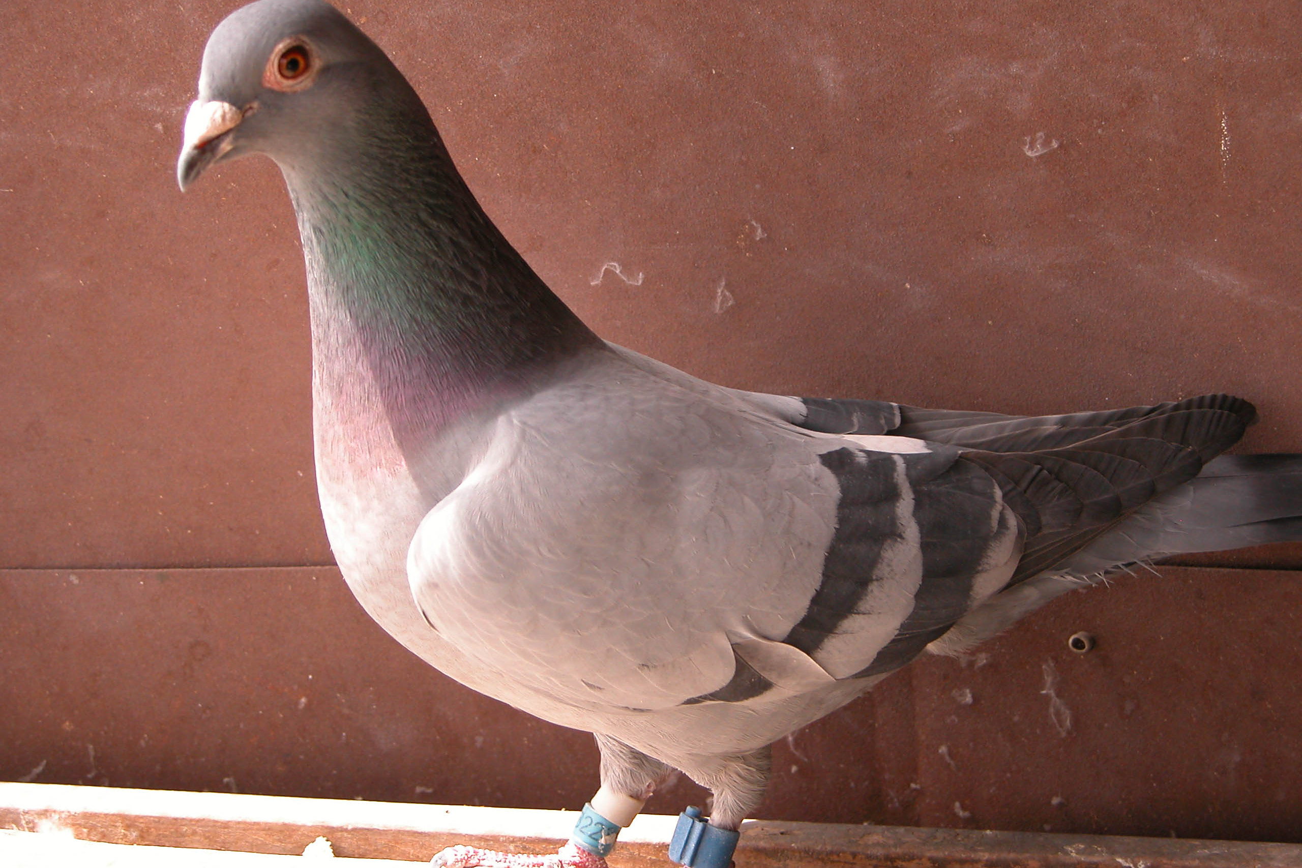 加大驯化时长,结合外出实战训练,提升飞行能力!