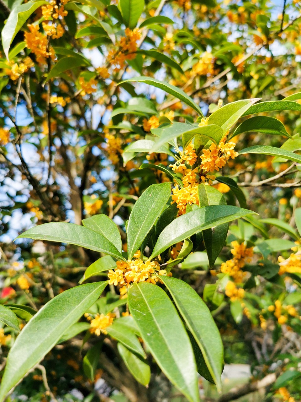 探析桂花树不开花的背后原因