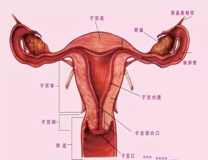 女性子宫宫颈结构图图片