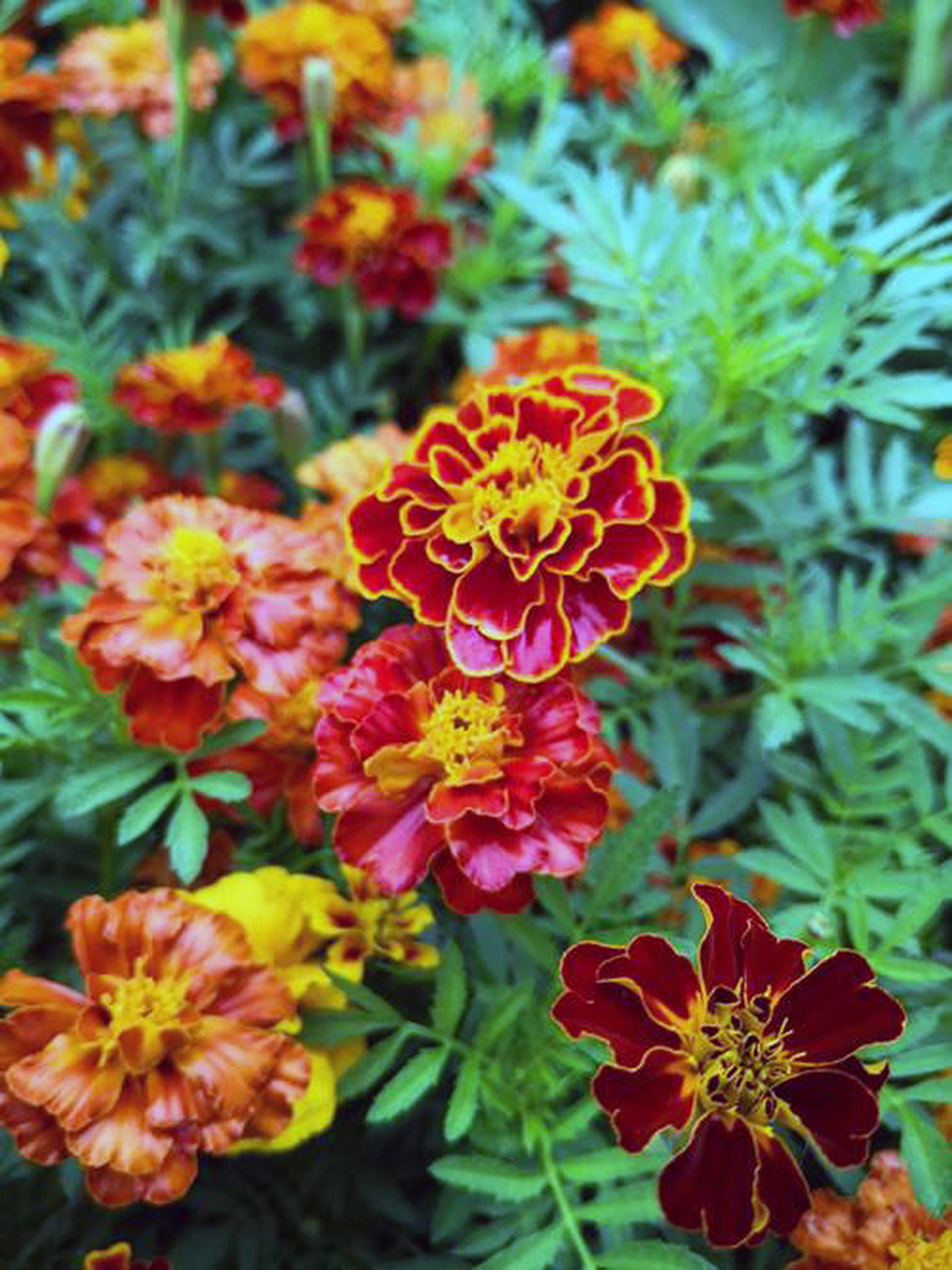 孔雀草,色彩鲜艳,花期持久.象征兴奋与活泼的青春永驻精神!