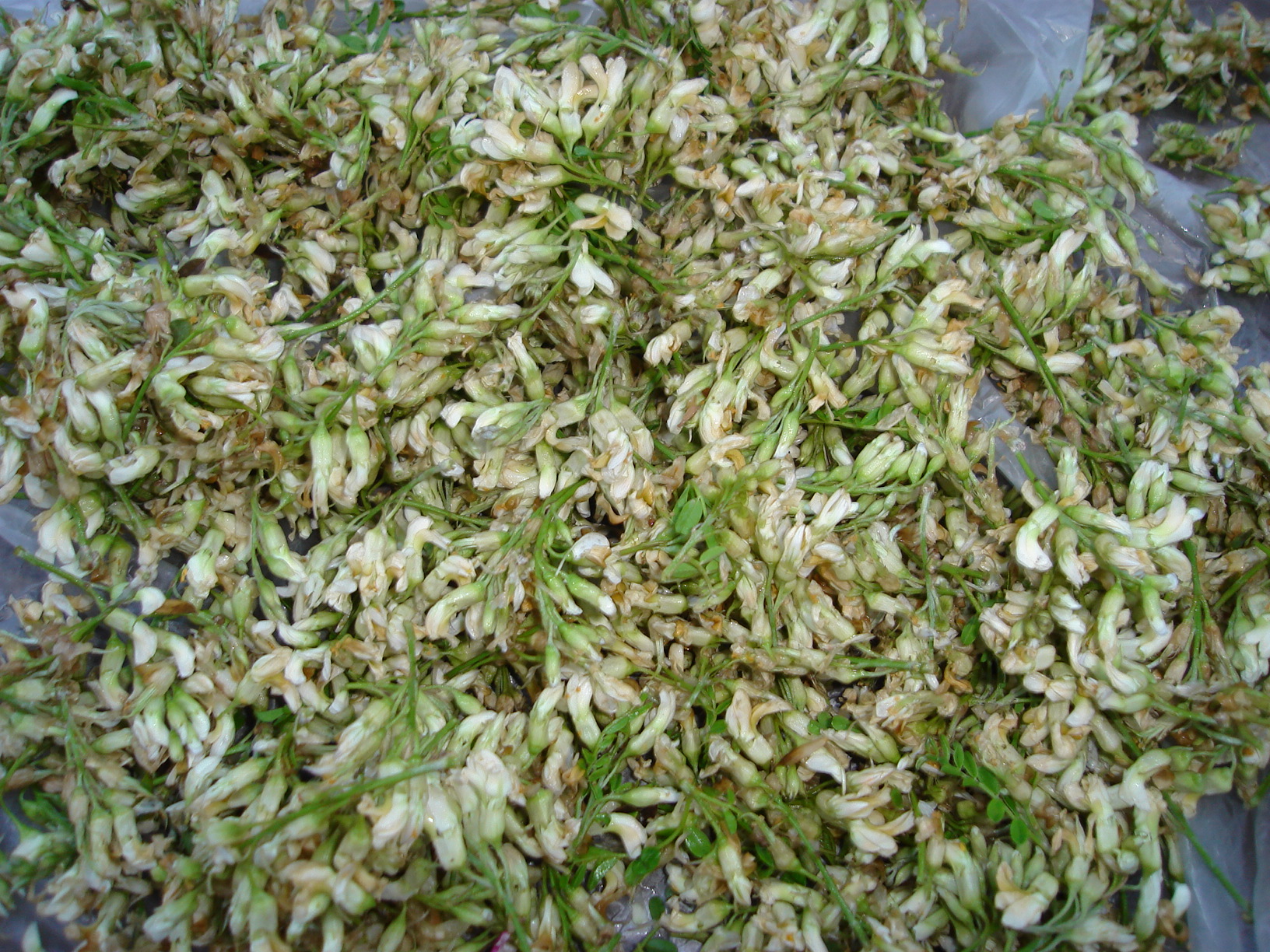 故乡生长着火红的攀枝花,苦刺花,栖花,蜜花等热带山花;在海拔较高的