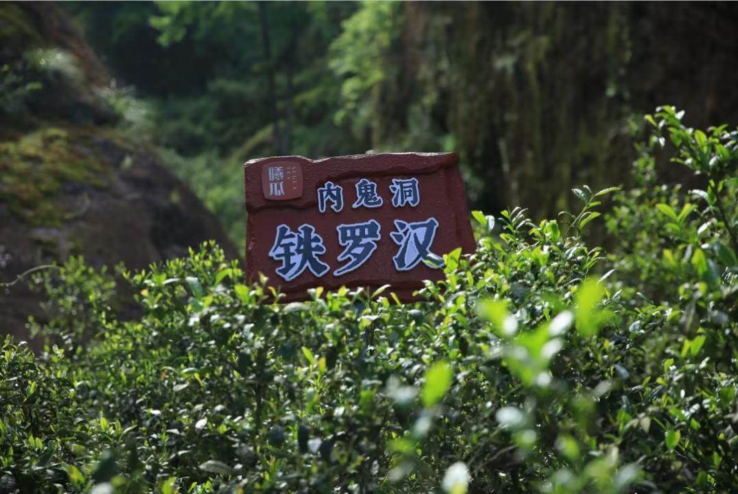 武夷岩茶名枞大赏,喝过几种才算老茶客?