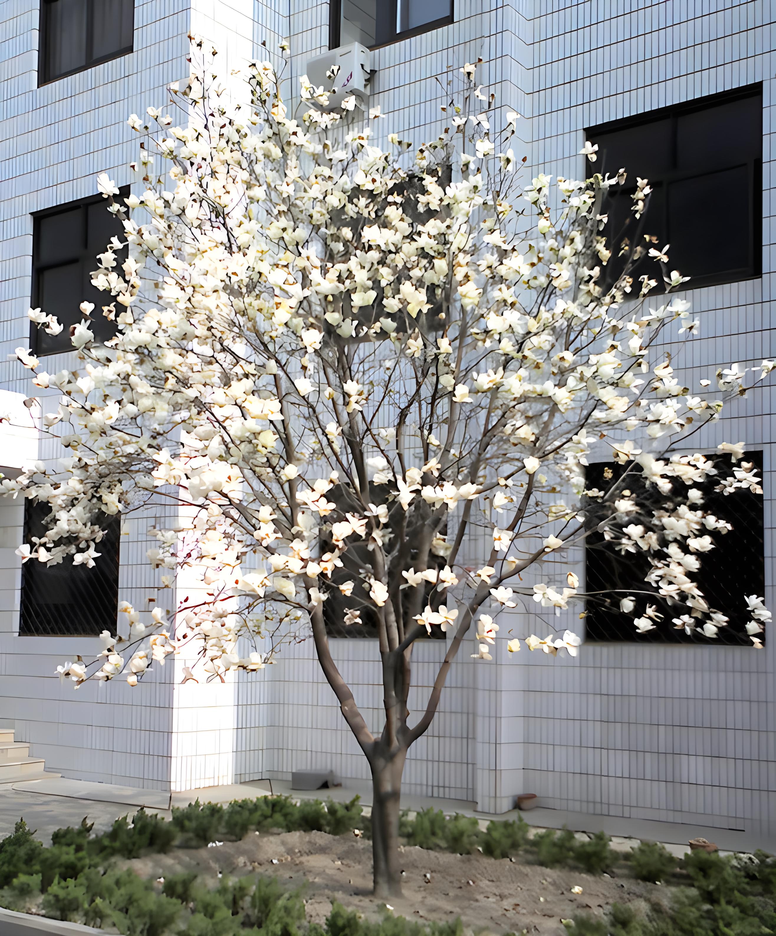 白玉兰树 baijiahao.baidu.com