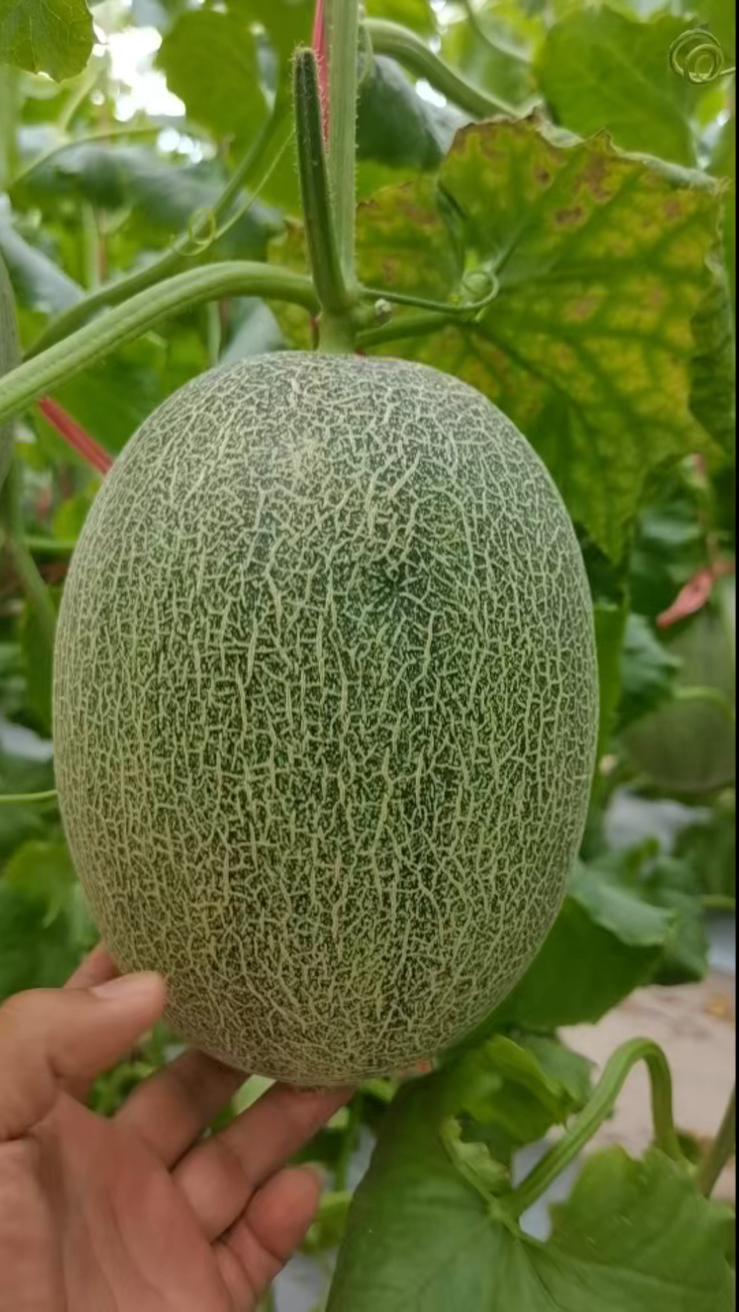 瓜=瓜子二手车直卖网
