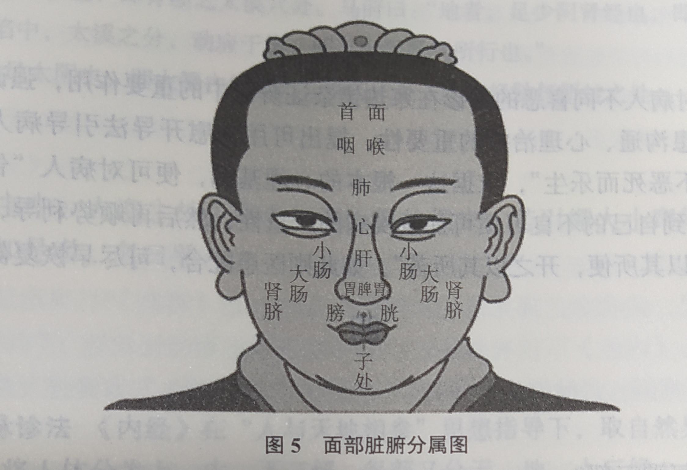 中医学面部脏腑分属图