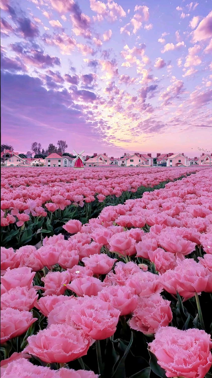 花海公园浪漫又美好非常幸运的是能看到这么美好的风景