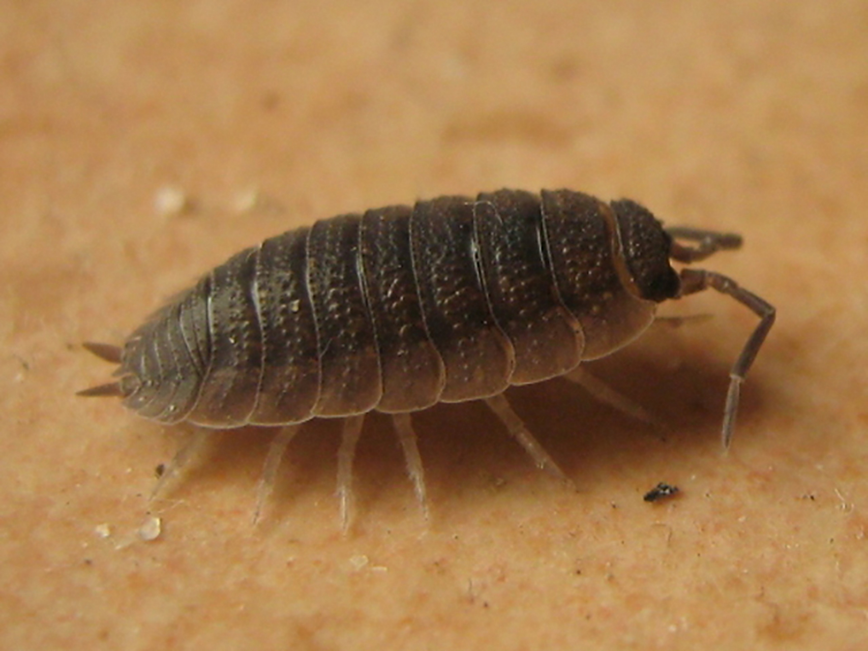 能卷成球的是卷甲虫,也叫鼠妇. 而不能卷成球的是平甲虫.