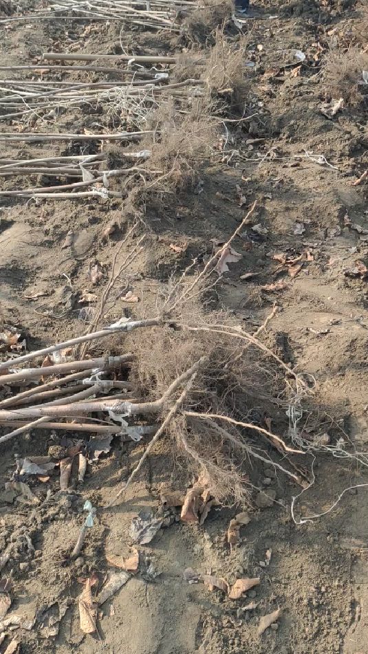吉塞拉根系车厘子大樱桃苗基地现挖苗根系质量看的见