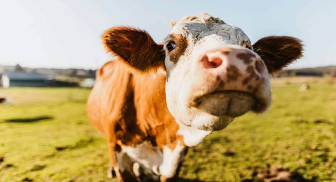 世界上第一头转基因奶牛可以在牛奶中产生人胰岛素