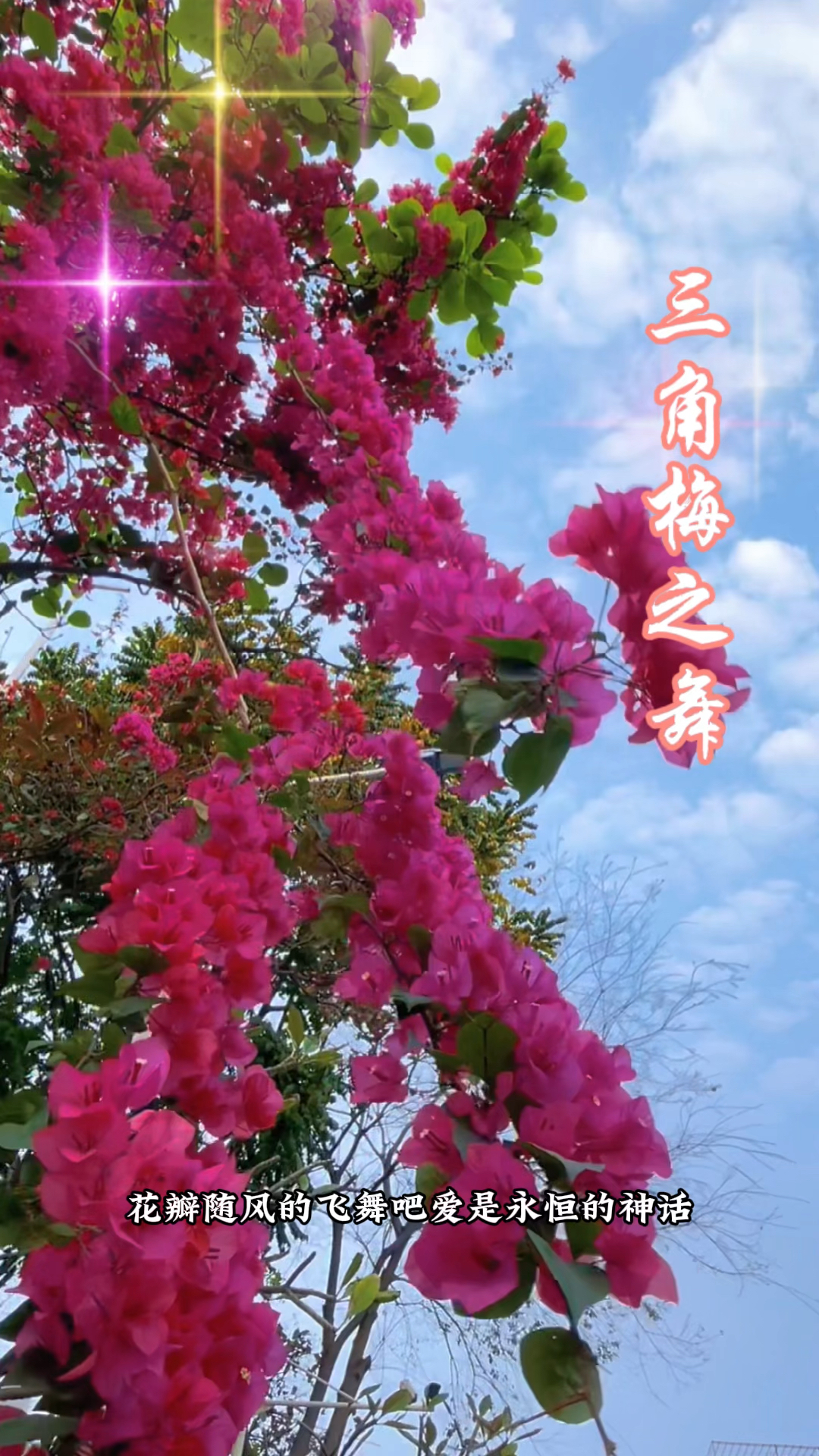 三角梅(勒杜鹃)是深圳市市花,每年春天是最艳丽的时候