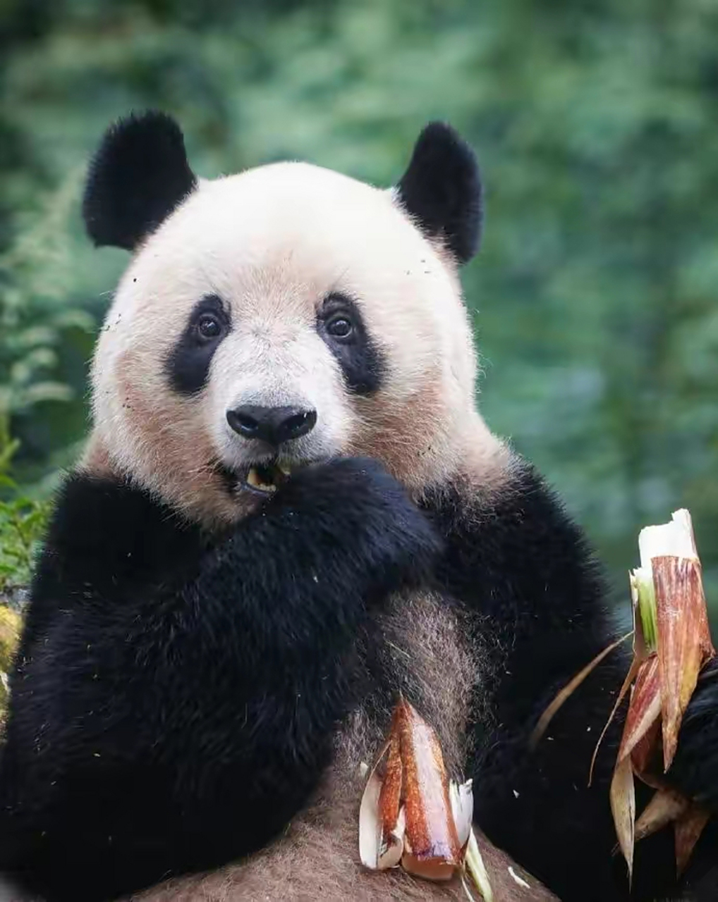 香香至今还是日本的心上熊,正如国内的熊猫粉喜欢"花花"一样,是执念